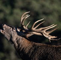Brame-cerf