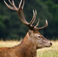 THE RED DEER (0)