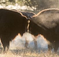 Des bisons d'Europe face à face dans une réserve biologique