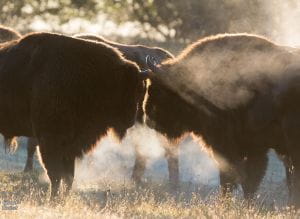 Des bisons d'Europe face à face dans une réserve biologique