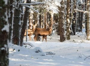 Un cerf élaphe dans le sous-bois d'une forêt
