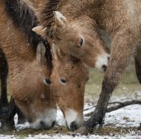 Przewalski’s horse (0)