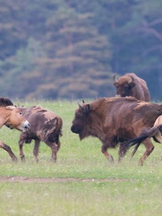 Retour du sauvage en France avec la réserve animalière du Haut-Thorenc