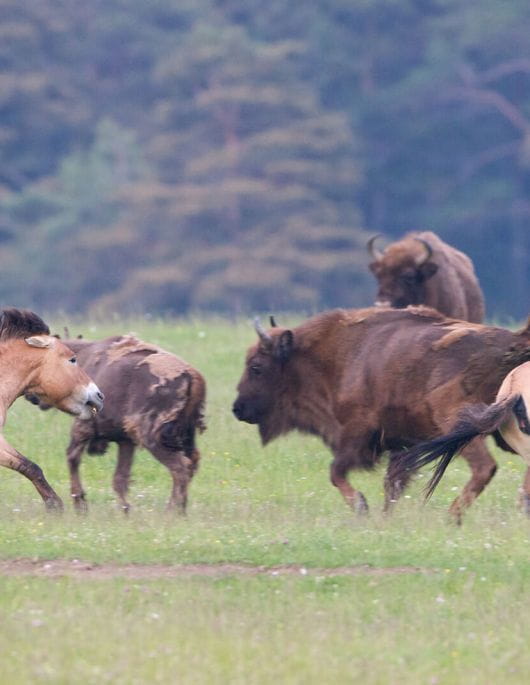 Retour du sauvage en France avec la réserve animalière du Haut-Thorenc