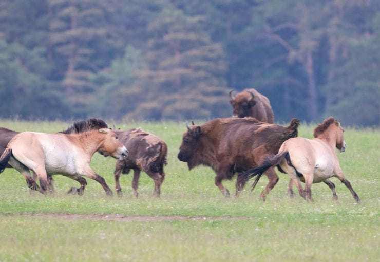 Retour du sauvage en France avec la réserve animalière du Haut-Thorenc