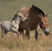 Przewalski’s horse (0)
