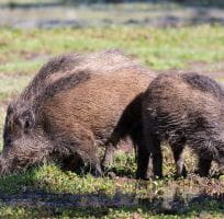 Wild boar (0)