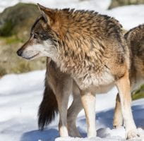 The Wolf (0)