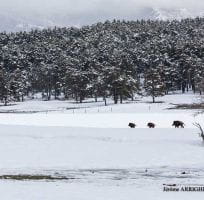 Wild boar (0)