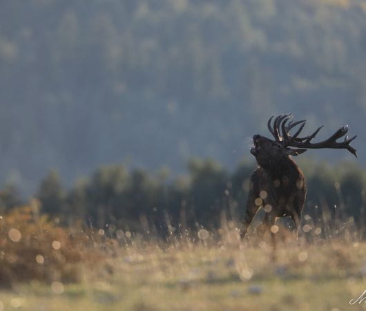 RED DEER RUT SAFARI