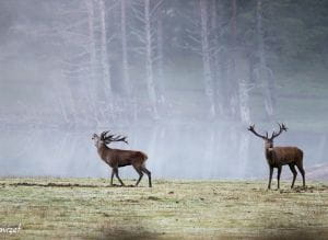 Le brame du Cerf élaphe à la Réserve des Monts d'Azur