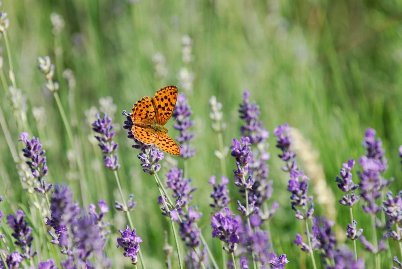 papillons à la réserve des Monts d'Azur
