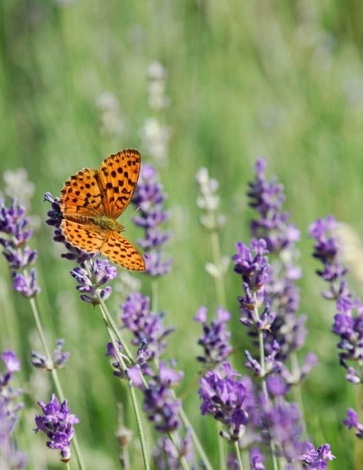 papillons à la réserve des Monts d'Azur