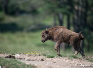Bisonneau de la Réserve des Monts d'Azur (Haut Thorenc)