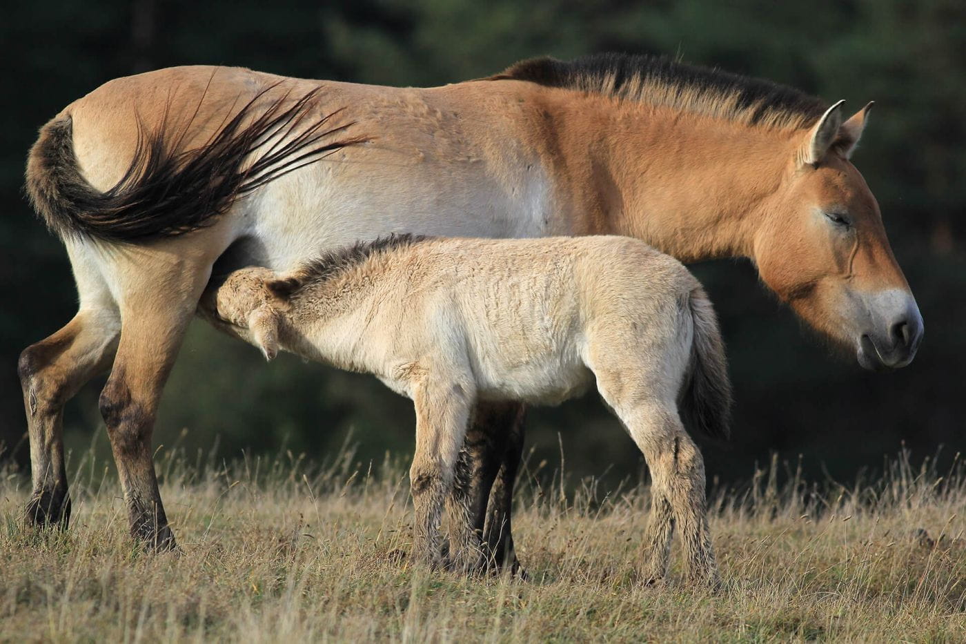 Le projet de la Réserve Animalière Biologique des Monts d'Azur à Thorenc