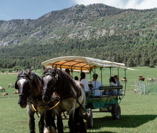 GUIDED CARRIAGE SAFARI