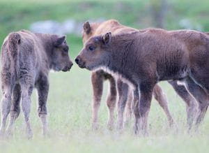 Université du Sauvage, un projet de territoire dédié à la biodiversité