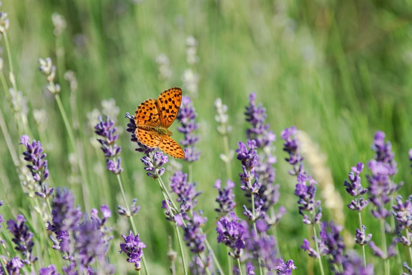 La Flore de la Réserve Biologique des Monts d'Azur au Haut-Thorenc