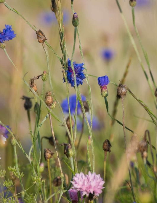 La biodiversité s'exprime sans contrainte au Domaine du Haut-Thorenc