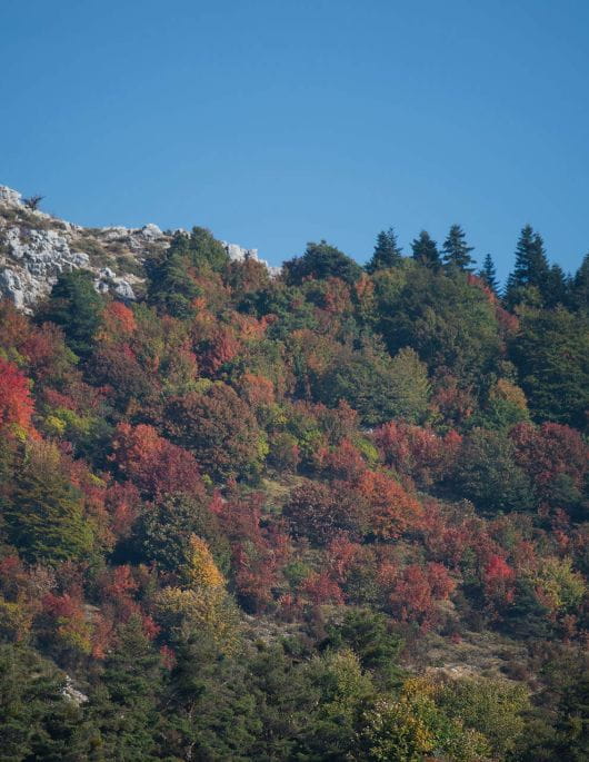 Le milieu forestier de la Réserve Biologique des Monts d'Azur