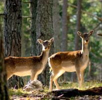 Fallow deer (0)