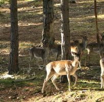 Fallow deer (0)