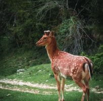 Fallow deer (0)