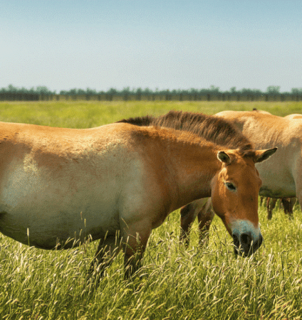 Przewalski's horse to conquer Chernobyl