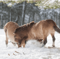 Przewalski’s horse (0)