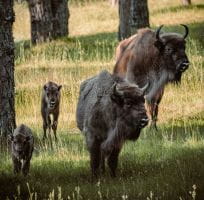 Des bisons d'Europe face à face dans une réserve biologique
