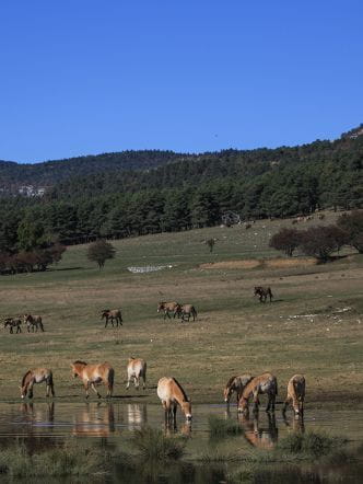 animaux sauvages en liberté en paca