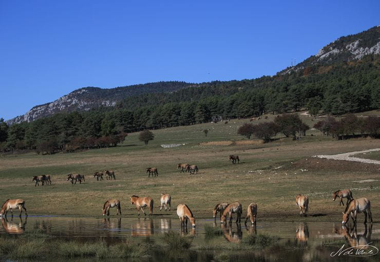 animaux sauvages en liberté en paca