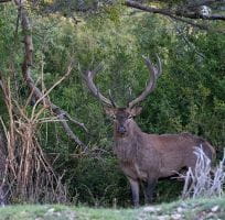 Cerf en période de rut