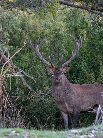 Cerf en période de rut
