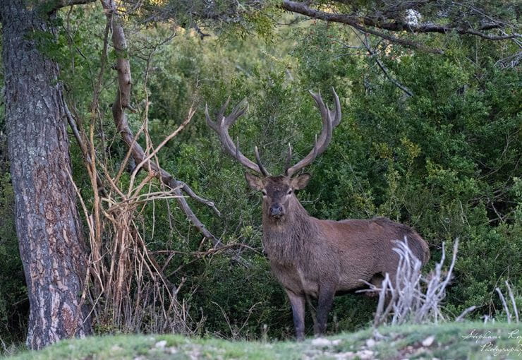 Cerf en période de rut