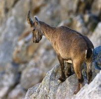 The Alpine Ibex (0)