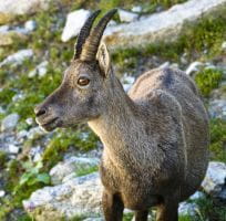 The Alpine Ibex (0)