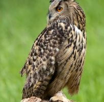 Nocturnal birds of prey (0)