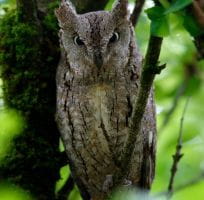 Nocturnal birds of prey (0)
