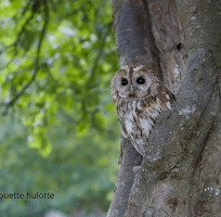 Nocturnal birds of prey (0)