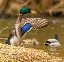 Wetland Birds (0)