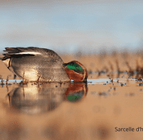 Wetland Birds (0)