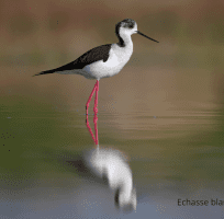 Wetland Birds (0)