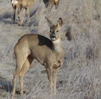 The Deer (0)