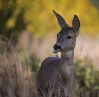 The Deer (0)