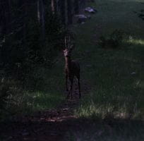 The Deer (0)