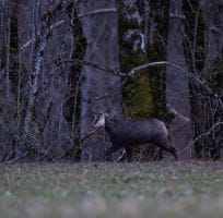 The Chamois (0)