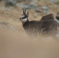 The Chamois (0)