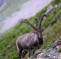 The Alpine Ibex (0)
