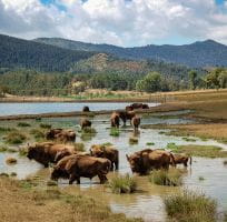 THE EUROPEAN BISON (0)